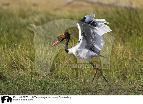 saddle-billed stork / HJ-03278