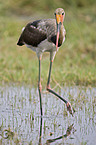 saddle-billed stork