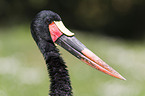 saddle-bill stork