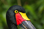 saddle-bill stork