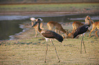 saddle-bill storks