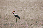 saddle-bill stork