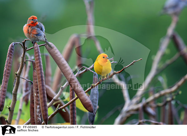 Safranammern / saffron finches / FF-06985