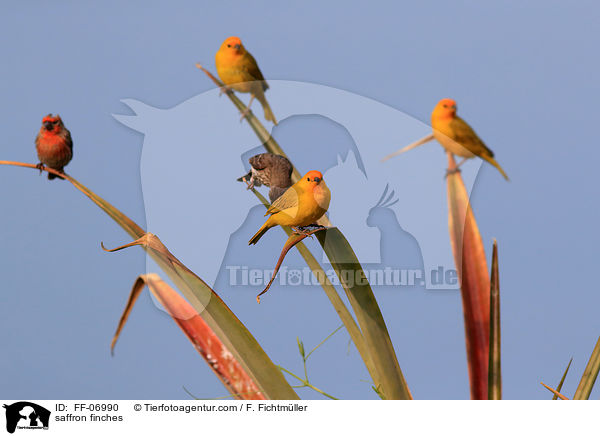 saffron finches / FF-06990