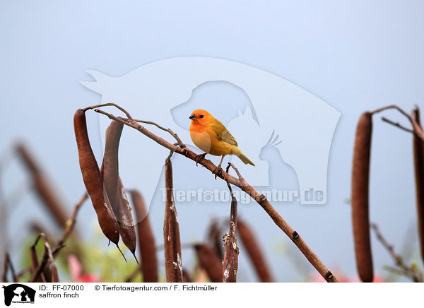 saffron finch / FF-07000