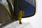 saffron finch