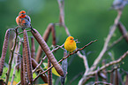 saffron finches