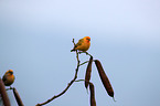 saffron finches