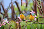 saffron finches