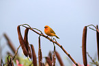 saffron finch