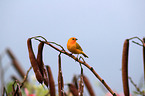 saffron finch