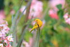 saffron finch