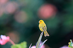 saffron finch