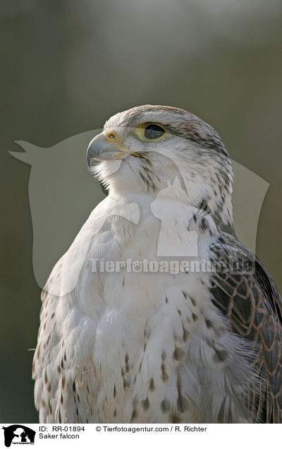 Sakerfalke / Saker falcon / RR-01894