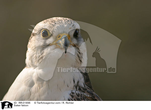 Saker falcon / RR-01896