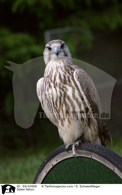 Saker falcon / SS-03906