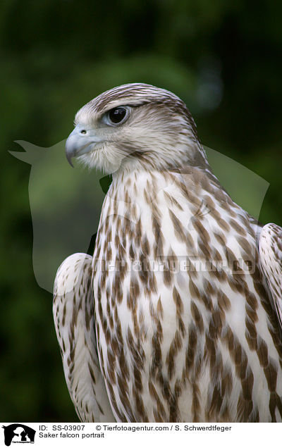 Saker falcon portrait / SS-03907