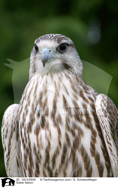 Saker falcon / SS-03908