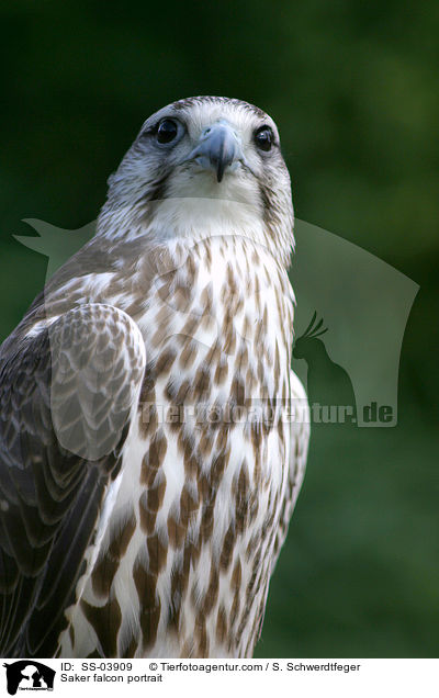 Saker falcon portrait / SS-03909