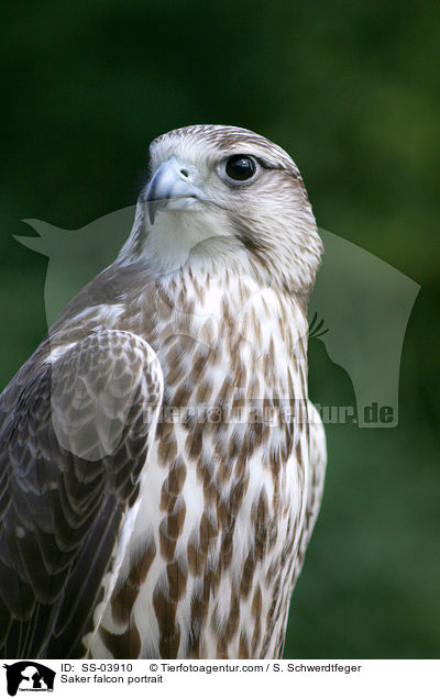 Saker falcon portrait / SS-03910