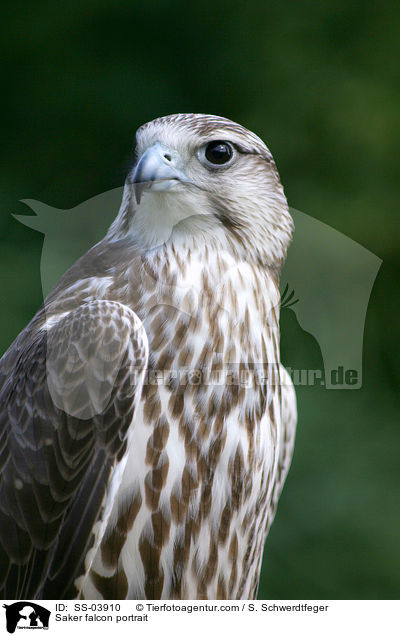 Sakerfalke Portrait / Saker falcon portrait / SS-03910