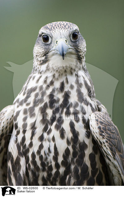 Sakerfalke / Saker falcon / WS-02600