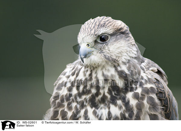 Saker falcon / WS-02601