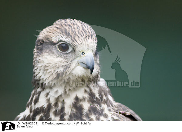 Saker falcon / WS-02603