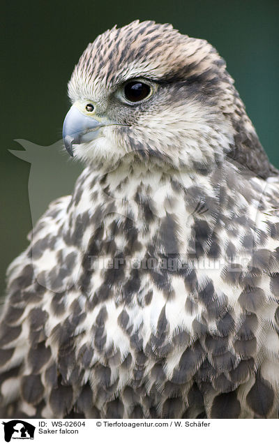 Saker falcon / WS-02604