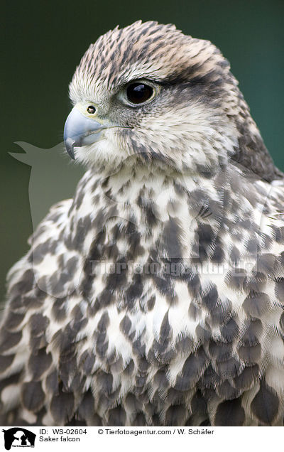 Sakerfalke / Saker falcon / WS-02604