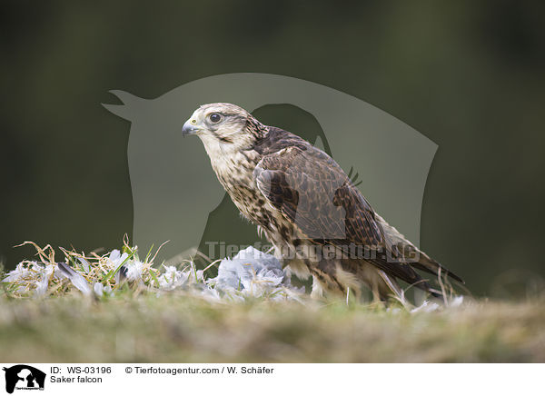 Saker falcon / WS-03196