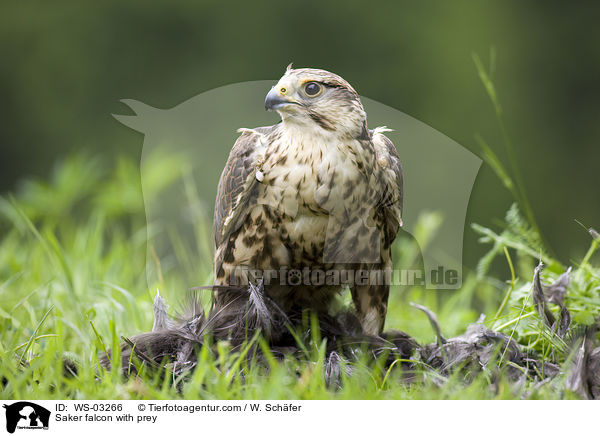 Saker falcon with prey / WS-03266