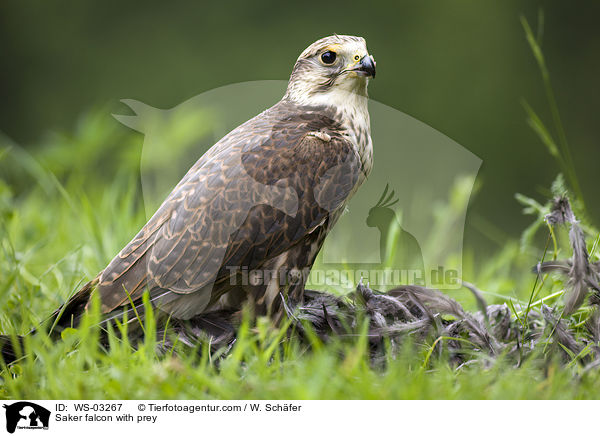 Sakerfalke mit Beute / Saker falcon with prey / WS-03267