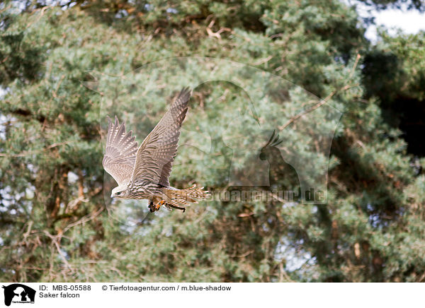 Saker falcon / MBS-05588