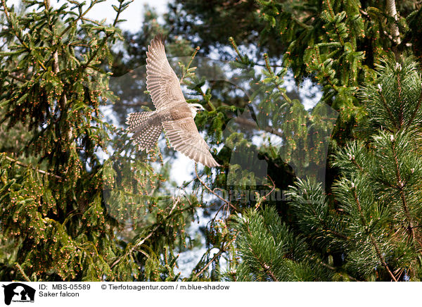 Saker falcon / MBS-05589