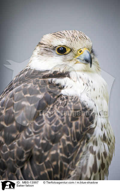 Saker falcon / MBS-13987