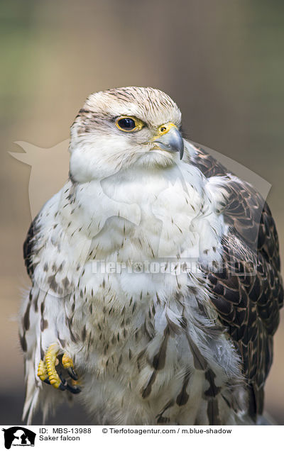 Saker falcon / MBS-13988