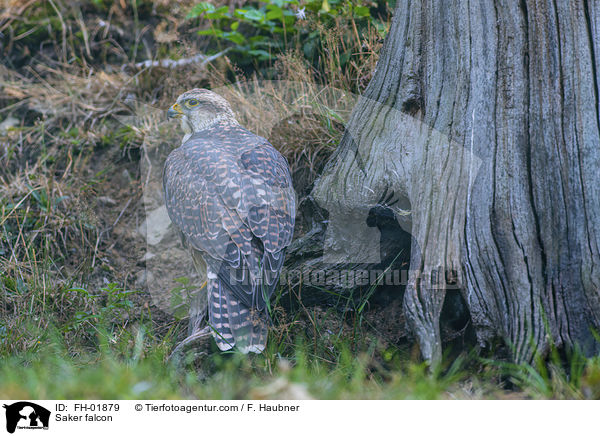 Saker falcon / FH-01879