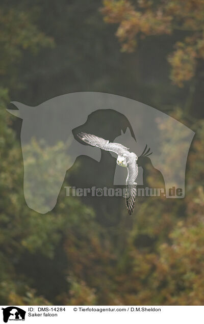 Sakerfalke / Saker falcon / DMS-14284