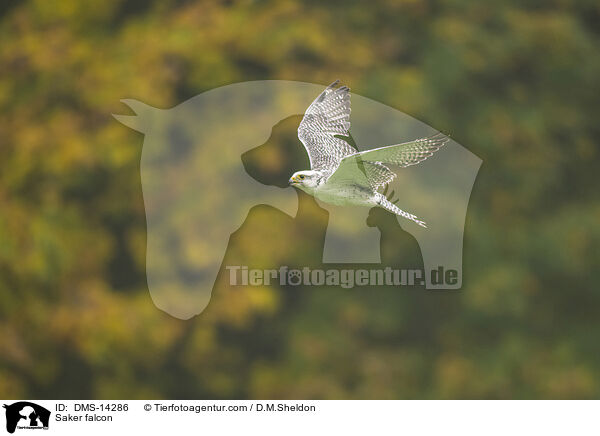 Sakerfalke / Saker falcon / DMS-14286