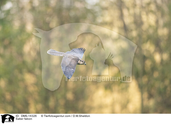 Sakerfalke / Saker falcon / DMS-14326