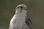 Saker falcon