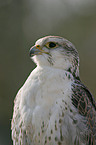 Saker falcon