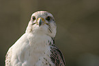 Saker falcon