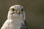 Saker falcon