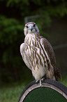 Saker falcon