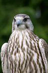 Saker falcon