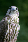 Saker falcon portrait