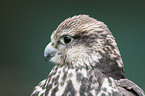 Saker falcon