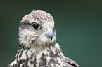 Saker falcon